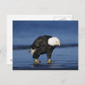Bald Eagle Postkarte (Vorne/Hinten)