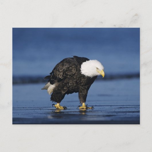 Bald Eagle Postkarte (Vorderseite)