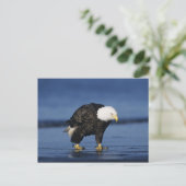 Bald Eagle Postkarte (Stehend Vorderseite)