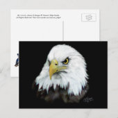 Bald Eagle Postkarte 2 (Vorne/Hinten)