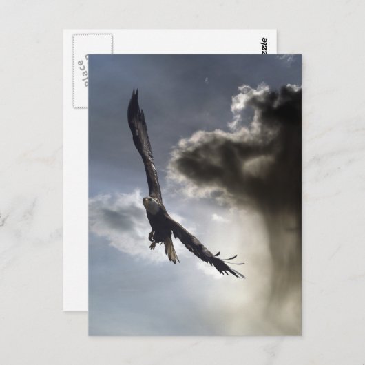 Bald Eagle Postkarten (Vorne/Hinten)