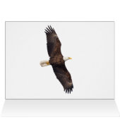 Bald Eagle Preening (Innenansicht Horizontal (Oben))