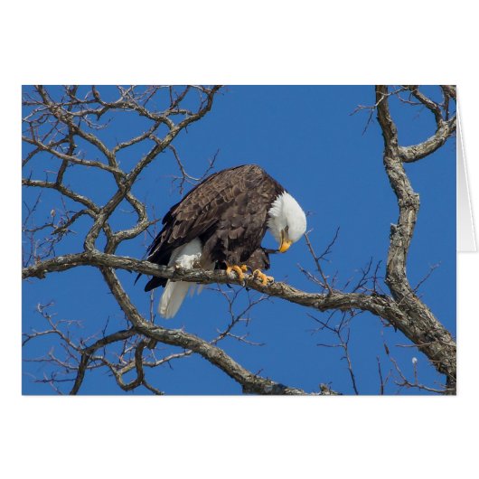 Bald Eagle Preening (Vorderseite (Horizontal))