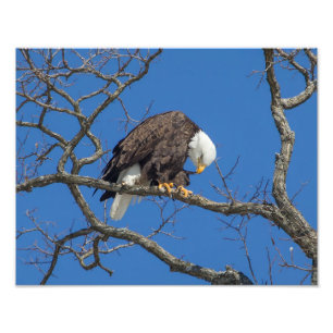 Bald Eagle Preening Fotodruck