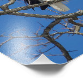 Bald Eagle Preening Fotodruck (Ecke)