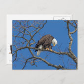 Bald Eagle Preening Postkarte (Vorne/Hinten)
