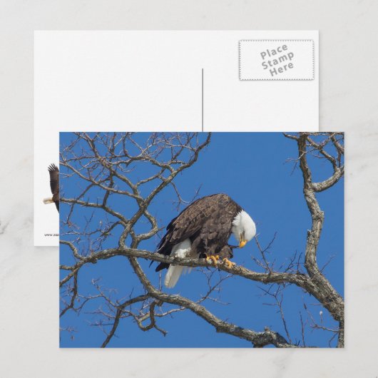 Bald Eagle Preening Postkarte (Vorne/Hinten)