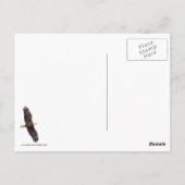 Bald Eagle Preening Postkarte (Rückseite)