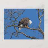 Bald Eagle Preening Postkarte (Vorderseite)