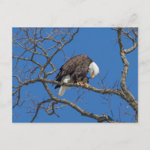 Bald Eagle Preening Postkarte