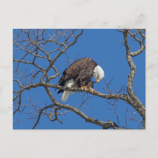Bald Eagle Preening Postkarte (Vorderseite)