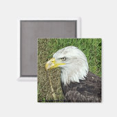 Bald Eagle Profile Magnet (Vorderseite/Rückseite)
