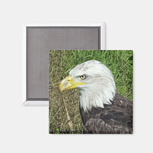 Bald Eagle Profile Magnet (Vorderseite/Rückseite)