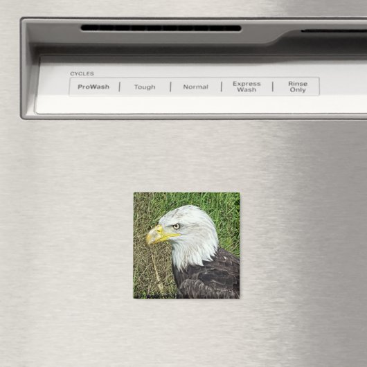 Bald Eagle Profile Magnet (In Situ (Geschirrspüler))