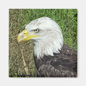Bald Eagle Profile Magnet (Vorne)