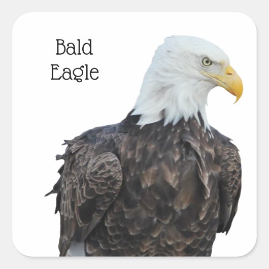 Bald Eagle Quadratischer Aufkleber (Vorderseite)