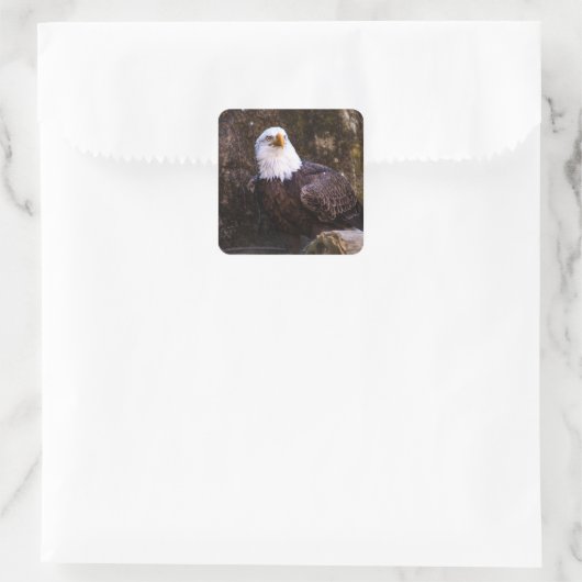 Bald Eagle Quadratischer Aufkleber (Tasche)