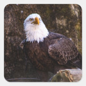 Bald Eagle Quadratischer Aufkleber (Vorderseite)