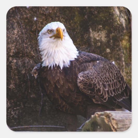Bald Eagle Quadratischer Aufkleber (Vorderseite)