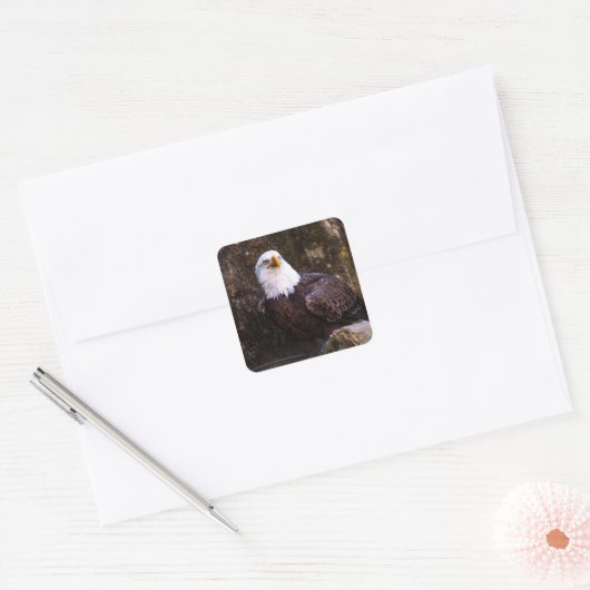 Bald Eagle Quadratischer Aufkleber (Umschlag)