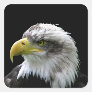 Bald Eagle Quadratischer Aufkleber