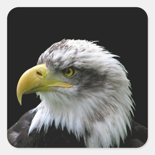 Bald Eagle Quadratischer Aufkleber (Vorderseite)