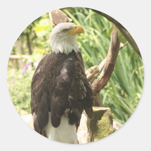 Bald Eagle Runder Aufkleber (Vorderseite)