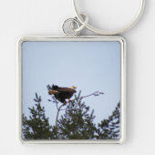 Bald Eagle Schlüsselanhänger (Vorne)