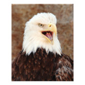 Bald Eagle Screech Fotodruck (Vorne)