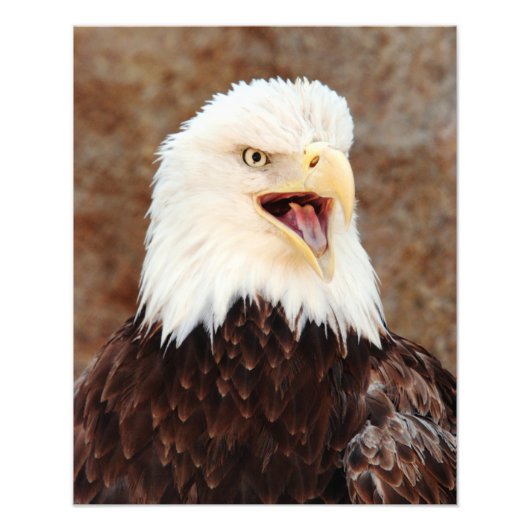 Bald Eagle Screech Fotodruck (Vorne)