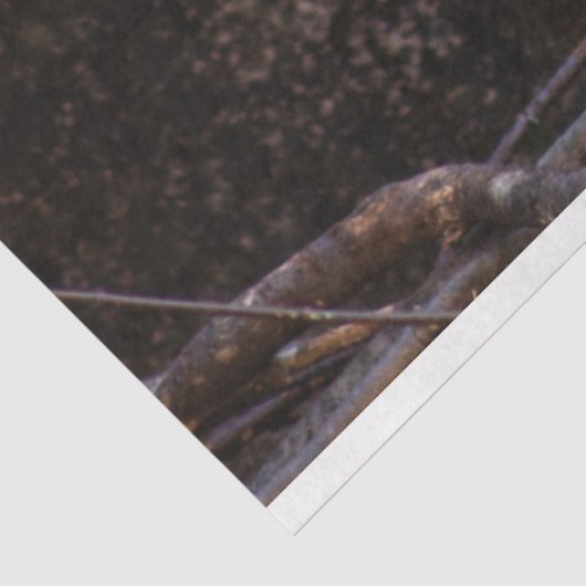 Bald Eagle Seidenpapier (Ausschnitt)