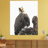 Bald Eagle sieht dich an Leinwanddruck (Insitu (Wohnzimmer))
