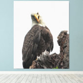 Bald Eagle sieht dich an Leinwanddruck (Insitu (Holzboden))