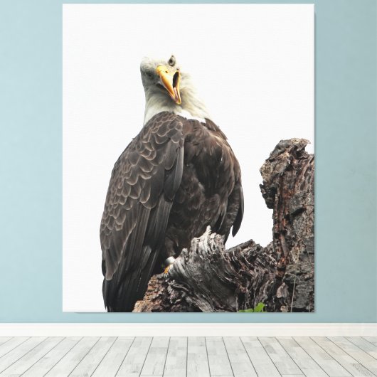 Bald Eagle sieht dich an Leinwanddruck (Insitu (Holzboden))