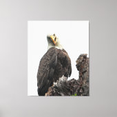 Bald Eagle sieht dich an Leinwanddruck (Vorderseite)