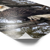 Bald Eagle sieht mich an Fotodruck (Ecke)
