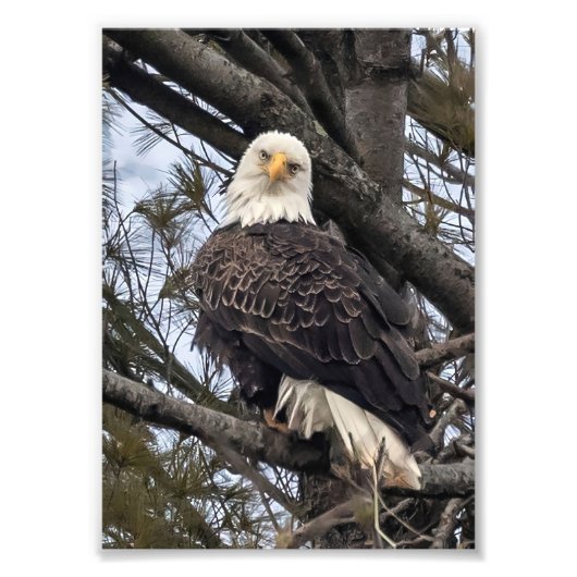 Bald Eagle sieht mich an Fotodruck (Vorne)
