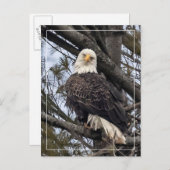 Bald Eagle sieht mich an Postkarte (Vorne/Hinten)