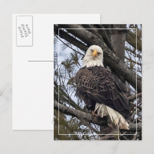 Bald Eagle sieht mich an Postkarte (Vorne/Hinten)