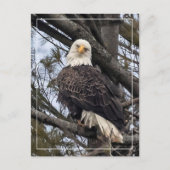 Bald Eagle sieht mich an Postkarte (Vorderseite)