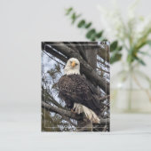 Bald Eagle sieht mich an Postkarte (Stehend Vorderseite)