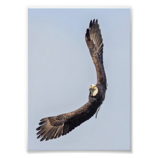 Bald Eagle Sky Carving Fotodruck (Vorne)
