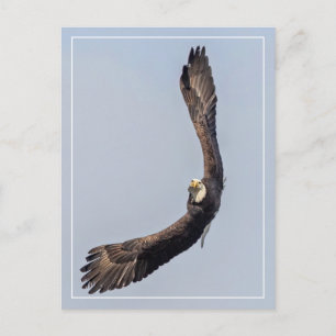 Bald Eagle Sky Carving Postkarte