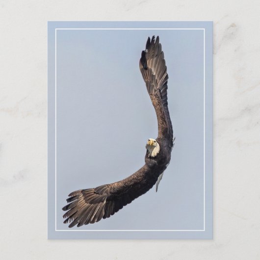 Bald Eagle Sky Carving Postkarte (Vorderseite)