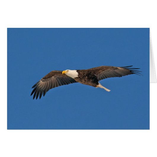 Bald Eagle Sky High (Vorderseite (Horizontal))