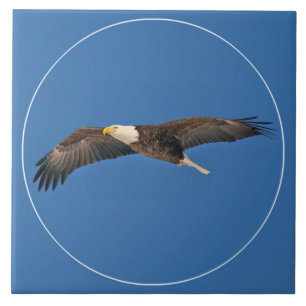 Bald Eagle Sky High Fliese