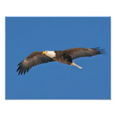 Bald Eagle Sky High Fotodruck (Vorne)