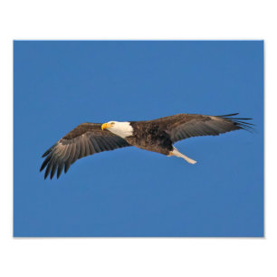 Bald Eagle Sky High Fotodruck