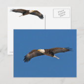 Bald Eagle Sky High Postkarte (Vorne/Hinten)
