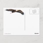 Bald Eagle Sky High Postkarte (Rückseite)